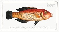 Black-fin (Labrus melapterus) from Ichtylogie, ou Histoire naturelle: g&eacute;nerale et particuli&eacute;re des poissons (1785&ndash;1797) by <a href="http://www.rawpixel.com/search/Marcus%20Elieser%20Bloch?sort=curated&amp;page=1">Marcus Elieser Bloch</a>. Original from New York Public Library. Digitally enhanced by rawpixel.