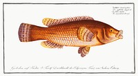 Maculated Wrasse (Labrus maculatus) from Ichtylogie, ou Histoire naturelle: g&eacute;nerale et particuli&eacute;re des poissons (1785&ndash;1797) by <a href="http://www.rawpixel.com/search/Marcus%20Elieser%20Bloch?sort=curated&amp;page=1">Marcus Elieser Bloch</a>. Original from New York Public Library. Digitally enhanced by rawpixel.