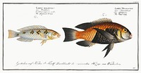1. Black-belly (Labrus Melagaster) 2. Soft finned Wrasse (Labrus malapterus) from Ichtylogie, ou Histoire naturelle: g&eacute;nerale et particuli&eacute;re des poissons (1785&ndash;1797) by <a href="http://www.rawpixel.com/search/Marcus%20Elieser%20Bloch?sort=curated&amp;page=1">Marcus Elieser Bloch</a>. Original from New York Public Library. Digitally enhanced by rawpixel.