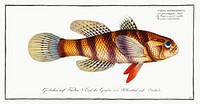 Great-scaled Umber (Sciaena macrollpidota) from Ichtylogie, ou Histoire naturelle: g&eacute;nerale et particuli&eacute;re des poissons (1785&ndash;1797) by <a href="http://www.rawpixel.com/search/Marcus%20Elieser%20Bloch?sort=curated&amp;page=1">Marcus Elieser Bloch</a>. Original from New York Public Library. Digitally enhanced by rawpixel.