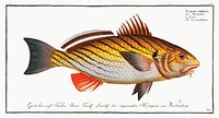 Bearded Umber (Sciaena cirrosa) from Ichtylogie, ou Histoire naturelle: g&eacute;nerale et particuli&eacute;re des poissons (1785&ndash;1797) by <a href="http://www.rawpixel.com/search/Marcus%20Elieser%20Bloch?sort=curated&amp;page=1">Marcus Elieser Bloch</a>. Original from New York Public Library. Digitally enhanced by rawpixel.