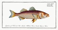 Lineated Umber (Sciaena lineata) from Ichtylogie, ou Histoire naturelle: g&eacute;nerale et particuli&eacute;re des poissons (1785&ndash;1797) by <a href="http://www.rawpixel.com/search/Marcus%20Elieser%20Bloch?sort=curated&amp;page=1">Marcus Elieser Bloch</a>. Original from New York Public Library. Digitally enhanced by rawpixel.