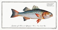 Punctulated Umber (Sciaena punctata) from Ichtylogie, ou Histoire naturelle: g&eacute;nerale et particuli&eacute;re des poissons (1785&ndash;1797) by <a href="http://www.rawpixel.com/search/Marcus%20Elieser%20Bloch?sort=curated&amp;page=1">Marcus Elieser Bloch</a>. Original from New York Public Library. Digitally enhanced by rawpixel.