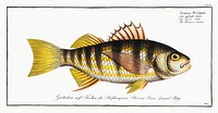 Plumier&#39;s Umber (Sciaena Pl&uuml;mieri) from Ichtylogie, ou Histoire naturelle: g&eacute;nerale et particuli&eacute;re des poissons (1785&ndash;1797) by <a href="http://www.rawpixel.com/search/Marcus%20Elieser%20Bloch?sort=curated&amp;page=1">Marcus Elieser Bloch</a>. Original from New York Public Library. Digitally enhanced by rawpixel.