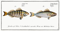 1. Guaru (Sciaena Mauritii) 2. Coro (Sciaena Coro) from Ichtylogie, ou Histoire naturelle: g&eacute;nerale et particuli&eacute;re des poissons (1785&ndash;1797) by <a href="http://www.rawpixel.com/search/Marcus%20Elieser%20Bloch?sort=curated&amp;page=1">Marcus Elieser Bloch</a>. Original from New York Public Library. Digitally enhanced by rawpixel.