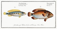 1. Acara (Perca bimaculata) 2. Brasilian Perch (Perca Brasiliensis) from Ichtylogie, ou Histoire naturelle: g&eacute;nerale et particuli&eacute;re des poissons (1785&ndash;1797) by <a href="http://www.rawpixel.com/search/Marcus%20Elieser%20Bloch?sort=curated&amp;page=1">Marcus Elieser Bloch</a>. Original from New York Public Library. Digitally enhanced by rawpixel.