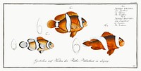 1. Tontelton (Anthias polymna) 2. Jordaine (Anthias bifasciatus) from Ichtylogie, ou Histoire naturelle: g&eacute;nerale et particuli&eacute;re des poissons (1785&ndash;1797) by <a href="http://www.rawpixel.com/search/Marcus%20Elieser%20Bloch?sort=curated&amp;page=1">Marcus Elieser Bloch</a>. Original from New York Public Library. Digitally enhanced by rawpixel.