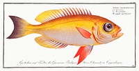 Goggle-eyed Grunt (Anthias macrophthalmus) from Ichtylogie, ou Histoire naturelle: g&eacute;nerale et particuli&eacute;re des poissons (1785&ndash;1797) by <a href="http://www.rawpixel.com/search/Marcus%20Elieser%20Bloch?sort=curated&amp;page=1">Marcus Elieser Bloch</a>. Original from New York Public Library. Digitally enhanced by rawpixel.