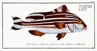 Warna (Anthias Diagramma) from Ichtylogie, ou Histoire naturelle: g&eacute;nerale et particuli&eacute;re des poissons (1785&ndash;1797) by <a href="http://www.rawpixel.com/search/Marcus%20Elieser%20Bloch?sort=curated&amp;page=1">Marcus Elieser Bloch</a>. Original from New York Public Library. Digitally enhanced by rawpixel.