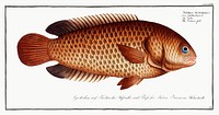 Tortoise-fish (Anthias testudineus) from Ichtylogie, ou Histoire naturelle: g&eacute;nerale et particuli&eacute;re des poissons (1785&ndash;1797) by <a href="http://www.rawpixel.com/search/Marcus%20Elieser%20Bloch?sort=curated&amp;page=1">Marcus Elieser Bloch</a>. Original from New York Public Library. Digitally enhanced by rawpixel.