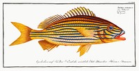 Grunt (Anthias formosus) from Ichtylogie, ou Histoire naturelle: génerale et particuliére des poissons (1785–1797) by Marcus Elieser Bloch. Original from New York Public Library. Digitally enhanced by rawpixel.