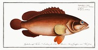 Africain Wall-eye (Epinephelus Afer) from Ichtylogie, ou Histoire naturelle: g&eacute;nerale et particuli&eacute;re des poissons (1785&ndash;1797) by <a href="http://www.rawpixel.com/search/Marcus%20Elieser%20Bloch?sort=curated&amp;page=1">Marcus Elieser Bloch</a>. Original from New York Public Library. Digitally enhanced by rawpixel.