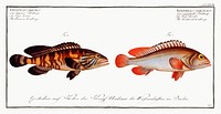 1. Bordered Wall-eye (Epinephelus marginalis) 2. Brown Wall-eye (Epinephelus bruneus) from Ichtylogie, ou Histoire naturelle: g&eacute;nerale et particuli&eacute;re des poissons (1785&ndash;1797) by Marcus Elieser Bloch. Original from New York Public Library. Digitally enhanced by rawpixel.