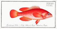 Red Wall-eye (Epinephelus ruber) from Ichtylogie, ou Histoire naturelle: g&eacute;nerale et particuli&eacute;re des poissons (1785&ndash;1797) by <a href="http://www.rawpixel.com/search/Marcus%20Elieser%20Bloch?sort=curated&amp;page=1">Marcus Elieser Bloch</a>. Original from New York Public Library. Digitally enhanced by rawpixel.