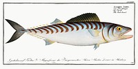 Scale-breast (Scomber Sarda) from Ichtylogie, ou Histoire naturelle: g&eacute;nerale et particuli&eacute;re des poissons (1785&ndash;1797) by <a href="http://www.rawpixel.com/search/Marcus%20Elieser%20Bloch?sort=curated&amp;page=1">Marcus Elieser Bloch</a>. Original from New York Public Library. Digitally enhanced by rawpixel.