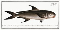 Negro-Mackrel (Scomber niger) from Ichtylogie, ou Histoire naturelle: g&eacute;nerale et particuli&eacute;re des poissons (1785&ndash;1797) by <a href="http://www.rawpixel.com/search/Marcus%20Elieser%20Bloch?sort=curated&amp;page=1">Marcus Elieser Bloch</a>. Original from New York Public Library. Digitally enhanced by rawpixel.