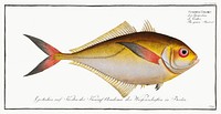 Green Mackrel (Scomber Chloris) from Ichtylogie, ou Histoire naturelle: g&eacute;nerale et particuli&eacute;re des poissons (1785&ndash;1797) by <a href="http://www.rawpixel.com/search/Marcus%20Elieser%20Bloch?sort=curated&amp;page=1">Marcus Elieser Bloch</a>. Original from New York Public Library. Digitally enhanced by rawpixel.