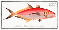 Red Mackrel (Scomber ruber) from Ichtylogie, ou Histoire naturelle: g&eacute;nerale et particuli&eacute;re des poissons (1785&ndash;1797) by <a href="http://www.rawpixel.com/search/Marcus%20Elieser%20Bloch?sort=curated&amp;page=1">Marcus Elieser Bloch</a>. Original from New York Public Library. Digitally enhanced by rawpixel.