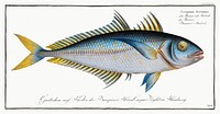 Plumier&#39;s Mackrel (Scomber Plumieri) from Ichtylogie, ou Histoire naturelle: g&eacute;nerale et particuli&eacute;re des poissons (1785&ndash;1797) by <a href="http://www.rawpixel.com/search/Marcus%20Elieser%20Bloch?sort=curated&amp;page=1">Marcus Elieser Bloch</a>. Original from New York Public Library. Digitally enhanced by rawpixel.