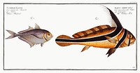 1. Ribban-Fish (Eques americanus) 2. Klein's Mackrel (Scomber Kleinii) from Ichtylogie, ou Histoire naturelle: g&eacute;nerale et particuli&eacute;re des poissons (1785&ndash;1797) by Marcus Elieser Bloch. Original from New York Public Library. Digitally enhanced by rawpixel.