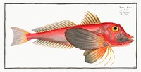 Piper (Trigla Lyra) from Ichtylogie, ou Histoire naturelle: g&eacute;nerale et particuli&eacute;re des poissons (1785&ndash;1797) by <a href="http://www.rawpixel.com/search/Marcus%20Elieser%20Bloch?sort=curated&amp;page=1">Marcus Elieser Bloch</a>. Original from New York Public Library. Digitally enhanced by rawpixel.