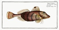 Smaller Flying-Fish (Trigla Carolina) from Ichtylogie, ou Histoire naturelle: g&eacute;nerale et particuli&eacute;re des poissons (1785&ndash;1797) by <a href="http://www.rawpixel.com/search/Marcus%20Elieser%20Bloch?sort=curated&amp;page=1">Marcus Elieser Bloch</a>. Original from New York Public Library. Digitally enhanced by rawpixel.