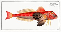 Streaked Gurnard (Trigla lineata) from Ichtylogie, ou Histoire naturelle: g&eacute;nerale et particuli&eacute;re des poissons (1785&ndash;1797) by <a href="http://www.rawpixel.com/search/Marcus%20Elieser%20Bloch?sort=curated&amp;page=1">Marcus Elieser Bloch</a>. Original from New York Public Library. Digitally enhanced by rawpixel.