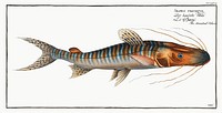 Streaked Silure (Silurus fasciatus) from Ichtylogie, ou Histoire naturelle: g&eacute;nerale et particuli&eacute;re des poissons (1785&ndash;1797) by <a href="http://www.rawpixel.com/search/Marcus%20Elieser%20Bloch?sort=curated&amp;page=1">Marcus Elieser Bloch</a>. Original from New York Public Library. Digitally enhanced by rawpixel.