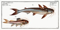 1. Knotty Silure (Silurus Nodosus) 2. Four spotted Silure (Silurus Quadrimaculatus) from Ichtylogie, ou Histoire naturelle: g&eacute;nerale et particuli&eacute;re des poissons (1785&ndash;1797) by <a href="http://www.rawpixel.com/search/Marcus%20Elieser%20Bloch?sort=curated&amp;page=1">Marcus Elieser Bloch</a>. Original from New York Public Library. Digitally enhanced by rawpixel.