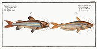 1. Silver stripe (Silurus atherinoides) 2. Striped Silure (Silurus vittatus) from Ichtylogie, ou Histoire naturelle: g&eacute;nerale et particuli&eacute;re des poissons (1785&ndash;1797) by <a href="http://www.rawpixel.com/search/Marcus%20Elieser%20Bloch?sort=curated&amp;page=1">Marcus Elieser Bloch</a>. Original from New York Public Library. Digitally enhanced by rawpixel.