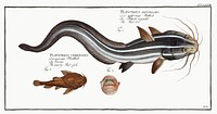 1. Flat-Eel (Platystacus angullaris) 2. Warty Flat-fish (Platystacus verrucosus) from Ichtylogie, ou Histoire naturelle: g&eacute;nerale et particuli&eacute;re des poissons (1785&ndash;1797) by <a href="http://www.rawpixel.com/search/Marcus%20Elieser%20Bloch?sort=curated&amp;page=1">Marcus Elieser Bloch</a>. Original from New York Public Library. Digitally enhanced by rawpixel.