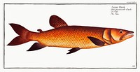 Odoe (Salmo Odoe) from Ichtylogie, ou Histoire naturelle: g&eacute;nerale et particuli&eacute;re des poissons (1785&ndash;1797) by <a href="http://www.rawpixel.com/search/Marcus%20Elieser%20Bloch?sort=curated&amp;page=1">Marcus Elieser Bloch</a>. Original from New York Public Library. Digitally enhanced by rawpixel.