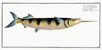 Under-Sword-Fish (Esox brasiliensis) from Ichtylogie, ou Histoire naturelle: g&eacute;nerale et particuli&eacute;re des poissons (1785&ndash;1797) by <a href="http://www.rawpixel.com/search/Marcus%20Elieser%20Bloch?sort=curated&amp;page=1">Marcus Elieser Bloch</a>. Original from New York Public Library. Digitally enhanced by rawpixel.