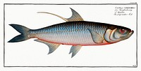 Deep-water Fish (Clupea cyprinoides) from Ichtylogie, ou Histoire naturelle: g&eacute;nerale et particuli&eacute;re des poissons (1785&ndash;1797) by <a href="http://www.rawpixel.com/search/Marcus%20Elieser%20Bloch?sort=curated&amp;page=1">Marcus Elieser Bloch</a>. Original from New York Public Library. Digitally enhanced by rawpixel.