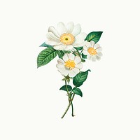 Beautiful vintage macartney rose illustration