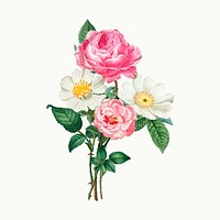 Vintage pink and white roses vector