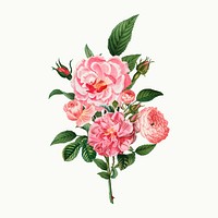 Vintage pink rose bouquet vector