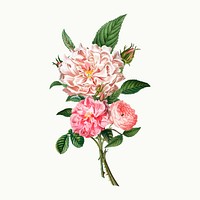 Vintage pink peonies and roses vector