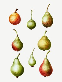 Vintage ripe pear fruits vector