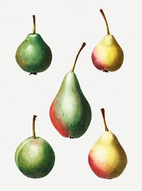 Vintage ripe pear fruits illustration