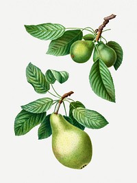 Vintage ripe pear fruit illustration