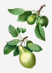 Vintage ripe pear fruit vector