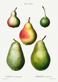 Pear, Pyrus communis from Trait&eacute; des Arbres et Arbustes que l&#39;on cultive en France en pleine terre (1801&ndash;1819) by<a href="https://www.rawpixel.com/search/Redout%C3%A9?sort=curated&amp;page=1"> Pierre-Joseph Redout&eacute;</a>. Original from the New York Public Library. Digitally enhanced by rawpixel.