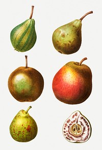 Vintage ripe pear fruits illustration