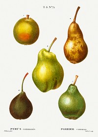 Pear, Pyrus communis from Trait&eacute; des Arbres et Arbustes que l&#39;on cultive en France en pleine terre (1801&ndash;1819) by <a href="https://www.rawpixel.com/search/Redout%C3%A9?sort=curated&amp;page=1">Pierre-Joseph Redout&eacute;</a>. Original from the New York Public Library. Digitally enhanced by rawpixel.