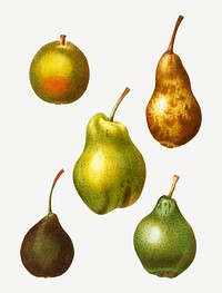 Vintage ripe pear fruits vector
