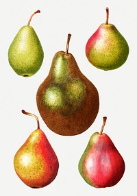 Vintage ripe pear fruits illustration