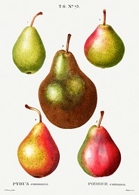 Pear, Pyrus communis from Trait&eacute; des Arbres et Arbustes que l&#39;on cultive en France en pleine terre (1801&ndash;1819) by <a href="https://www.rawpixel.com/search/Redout%C3%A9?sort=curated&amp;page=1">Pierre-Joseph Redout&eacute;</a>. Original from the New York Public Library. Digitally enhanced by rawpixel.