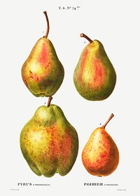4 more varities of pears (Poirier commun) from Trait&eacute; des Arbres et Arbustes que l&rsquo;on cultive en France en pleine terre (1801&ndash;1819) by <a href="https://www.rawpixel.com/search/Redout%C3%A9?sort=curated&amp;page=1">Pierre-Joseph Redout&eacute;</a>. Original from the New York Public Library. Digitally enhanced by rawpixel.