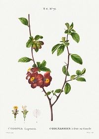Flowering quince, Cydonia Lagenaria from Trait&eacute; des Arbres et Arbustes que l&#39;on cultive en France en pleine terre (1801&ndash;1819) by <a href="https://www.rawpixel.com/search/Redout%C3%A9?sort=curated&amp;page=1">Pierre-Joseph Redout&eacute;</a>. Original from the New York Public Library. Digitally enhanced by rawpixel.